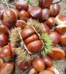 금빛나래알밤농장