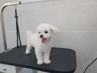쁘개 The 예쁘게 해줄개