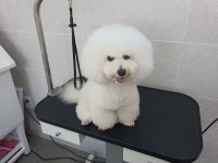 쁘개 The 예쁘게 해줄개