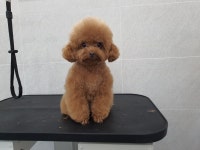쁘개 The 예쁘게 해줄개
