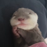 이웃집수달