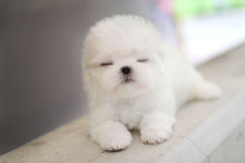 광주강아지분양 펫블리 애견 샵