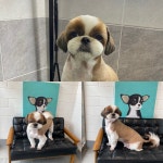 햇살동물병원