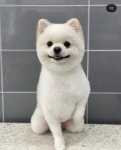 애견백화점