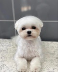 애견백화점