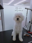 도그토피아