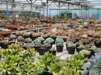 다육정원네덜란드