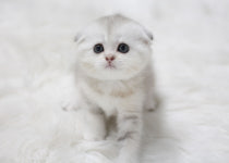 과천고양이 도레미캣