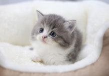 과천고양이 도레미캣