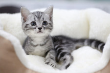 과천고양이 도레미캣