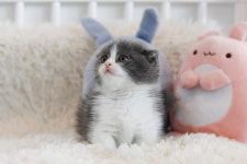 과천고양이 도레미캣