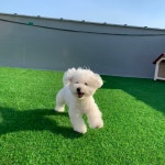 넌나의가족 애견유치원 애견훈련 교육센터