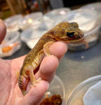 파충류샵 더 해치