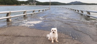 웅도민박