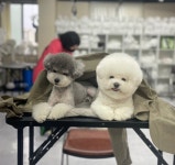 이바우펫애견미용학원 대구아카데미