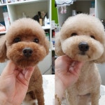 태풍이네 애견미용샵