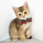 동탄강아지 고양이 펫아미