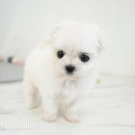 동탄강아지 고양이 펫아미