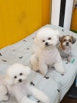 태풍이네 애견미용샵