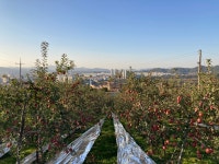 참된농부가사과농장