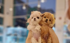 광주강아지분양 펫블리 애견 샵