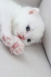 구미고양이분양 제이캣