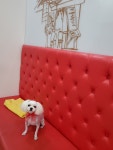 이발하개