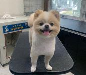 독앤걸즈