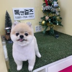 독앤걸즈