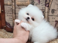 베리독 강아지고양이 평택본점