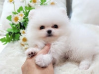 베리독 강아지고양이 평택본점