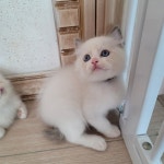 꿈냥이