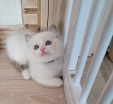 꿈냥이