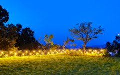 트리피아 더에코