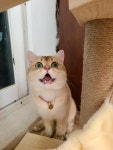 꿈냥이