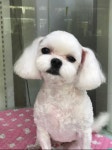동물농장애견전문미용실