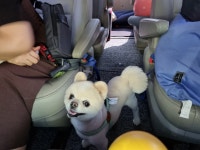 펫택시펫카