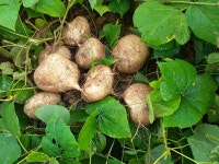 금오산히카마농장