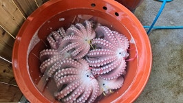 포항브라더수산