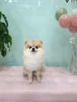 THE예쁘개