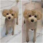 올댓독애견미용실