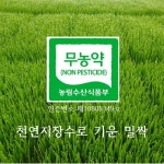 국수터지장수밀싹농장