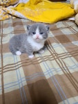 꿈냥이