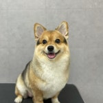 눈이부시개