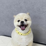 눈이부시개