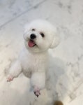 몽글펫