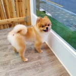 영하개