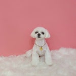 애견미용 잊지멍