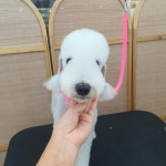 영하개