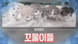 묘랑 고양이 카페